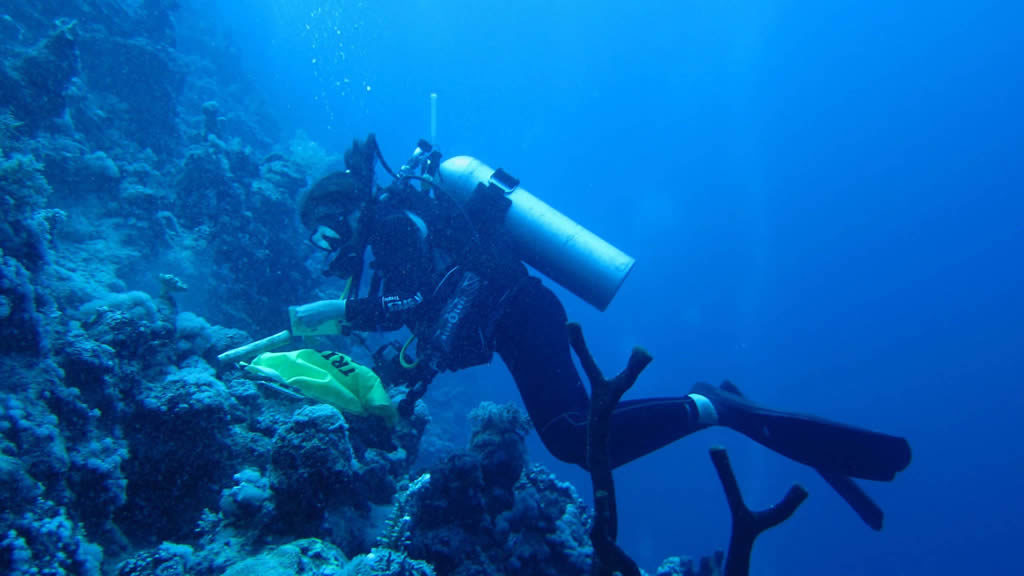Red Sea biodiversity. KAUST, Saudi Arabia.