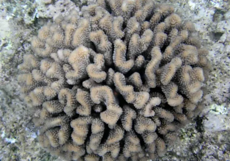 Coral phylogenetics Hawaii - img1
