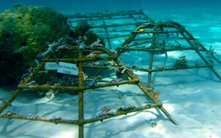 Restauración de corales - Maldivas -3